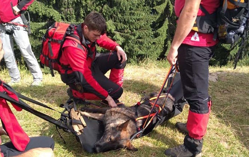 Salvator ajuns victimă. Câine de urmă coborât pe targă din munți, în timpul operațiunilor de căutare a ciobanului dispărut în Maramureș