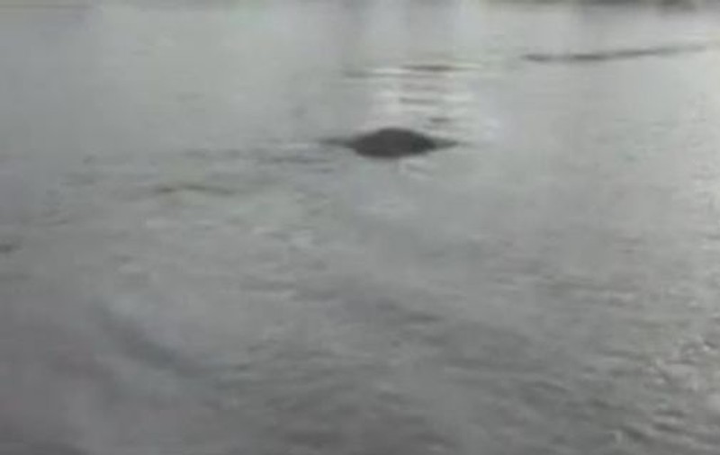 INCREDIBIL! Monstru marin descoperit la Constanţa, în apele Mării Negre