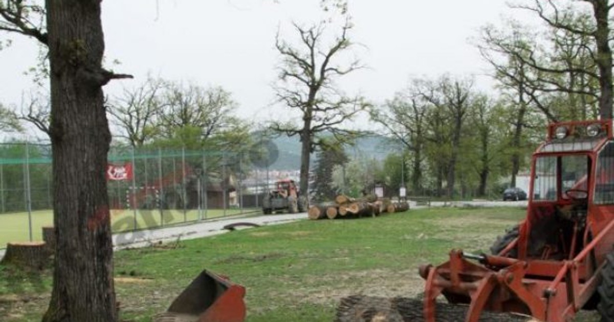 stejarii cu gândac din bistrița, protejați de lege au fost doborăți de angajații primăriei