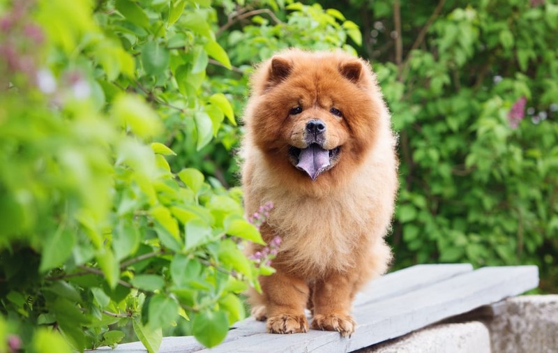 Rasa Chow Chow - ce caracteristici și temperament are câinele cu limba albastră