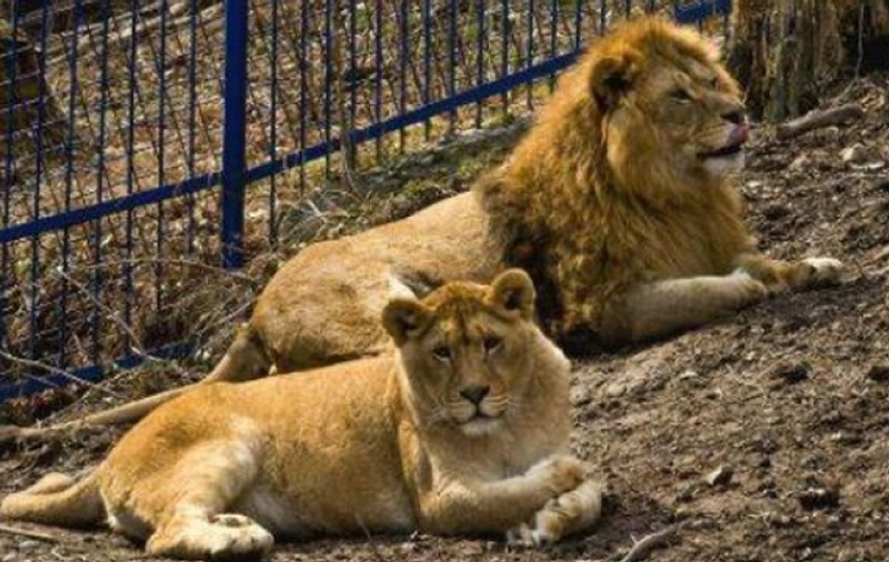 Doi lei au scăpat din cușcă, la Grădina Zoologică din Rădăuți. Oamenii din zonă au primit avertizare Ro-Alert