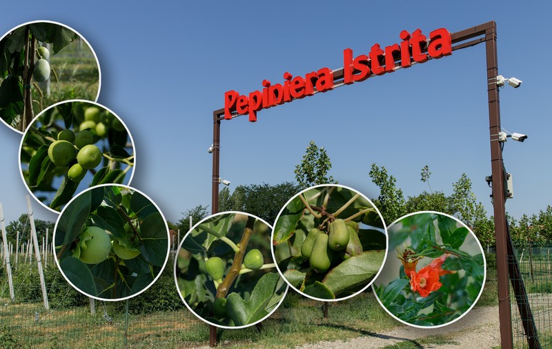Livezile viitorului, adaptate la secetă, prind formă într-o stațiune de cercetare din Buzău. Vom avea rodii, kaki și kiwi românești