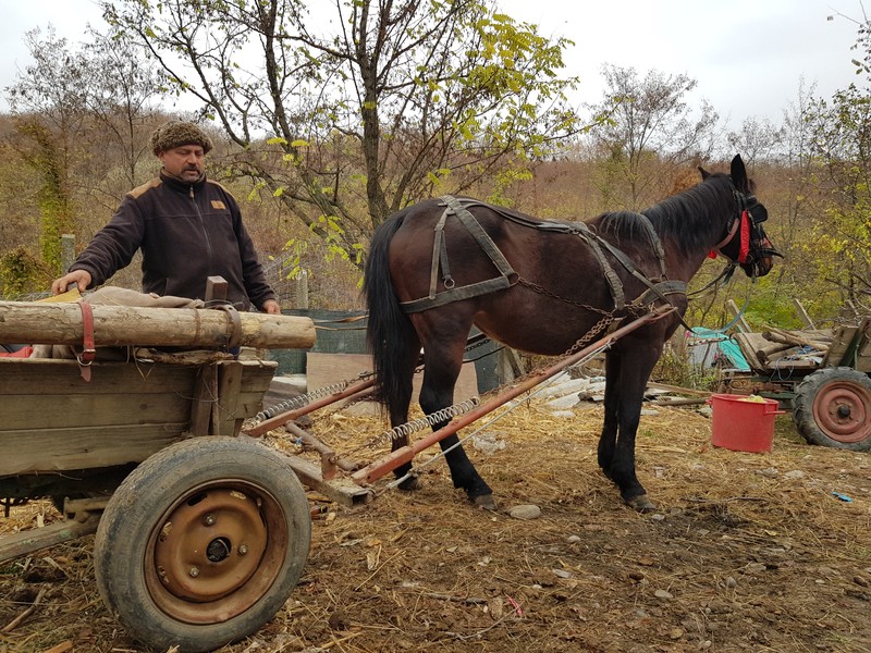 Mirică l-a urmărit cu căruța pe Zapan