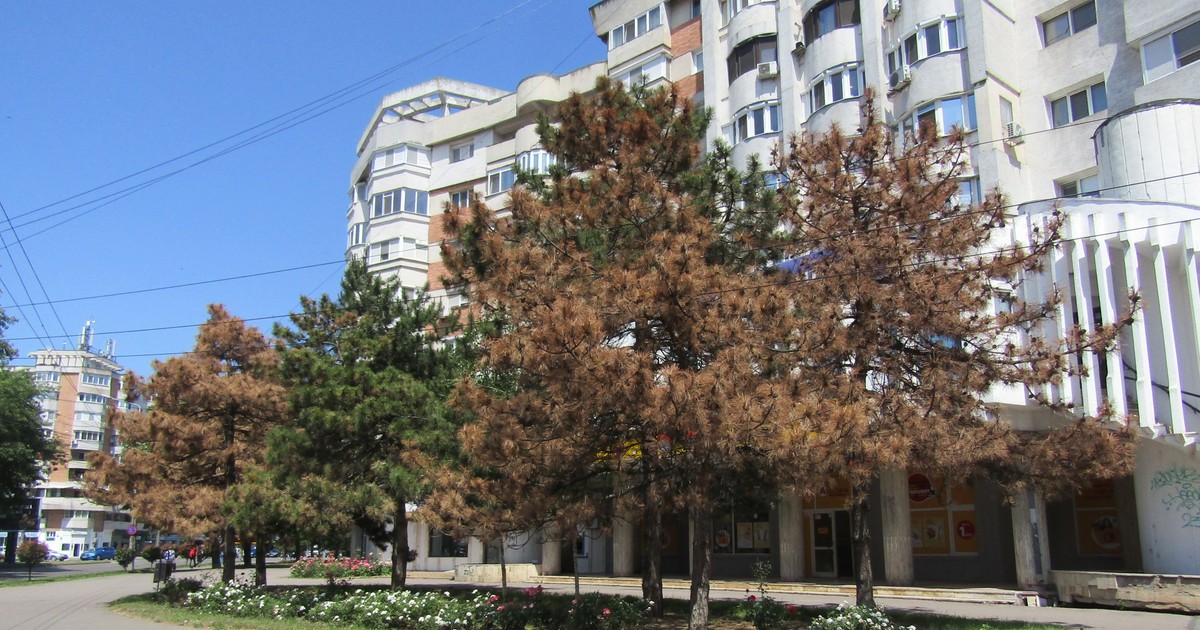 Mai mulți pini din Brăila s-au uscat din senin. Foto Obiectiv Vocea Brăilei