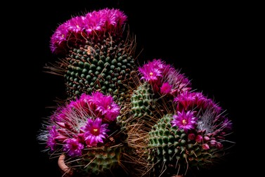 Specii de cactuși cu flori Mammillarias