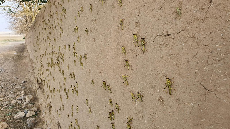 epaselect epa08452327 Locusts are seen on the outskirts of Quetta, the provincial capital of Balochistan province, Pakistan, 29 May 2020. Accord?ing to country's food and agriculture authorities, a second wave of desert locust swarms is waiting to attack farmlands across the country this summer? posing potentially serious food security crisis in parts of Balochistan, Sindh and Punjab, covering almost 38pc of the country's total area. EPA-EFE/JAMAL TARAQAI