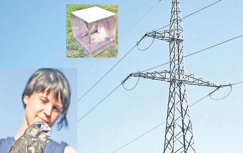 Șoimii dunăreni vor avea căsuțe pe stâlpii electrici