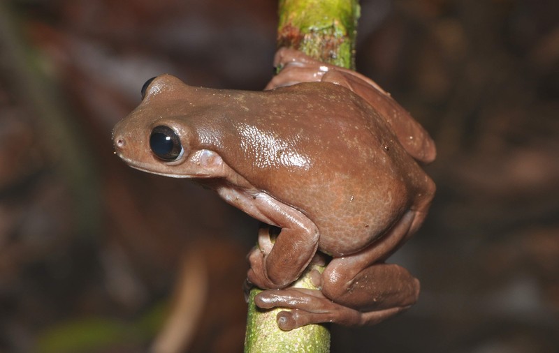 „Broasca de ciocolată”, o nouă specie descoperită în Noua Guinee