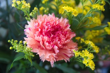 Garoafe -Dianthus caryophyllus