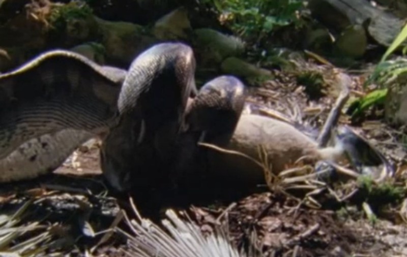 BAMBI, înghiţită de vie de un piton! IMAGINI ŞOCANTE | VIDEO