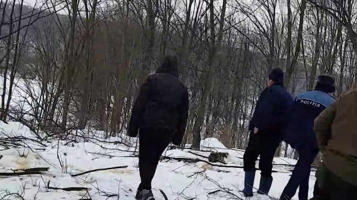 Un vrâncean a furat aproape o lună arbori din pădure fără să dea de bănuit. Bărbatul și-a confecționat un ciocan de marcat dintr-o monedă veche