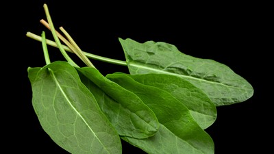 Ștevie - beneficii și proprietăți