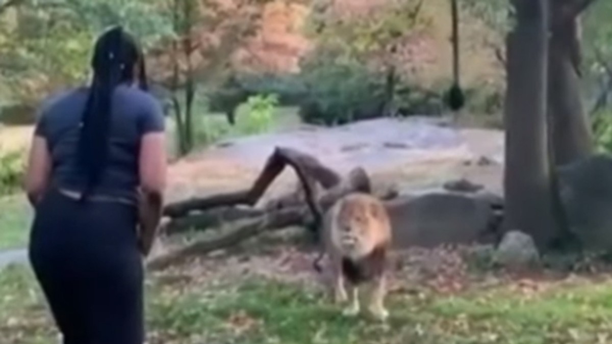O femeie a dansat în fața unui leu la Grădina Zoologică din Bronx. Care a fost reacția fiarei
