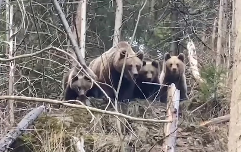 Reacţia unei ursoaice cu trei pui, după ce vede un pădurar | Video