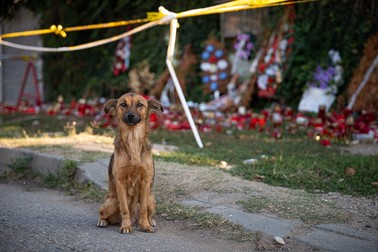 Câinele maidanez care s-a aciuat pe lângă intrarea în curtea lui Dincă și a fost mereu în preajma jurnaliștilor, jandarmilor și trecătorilor. Zilele trecute l-am găsit singur printre lumânări prăfuite, precum un gardian încă la datorie