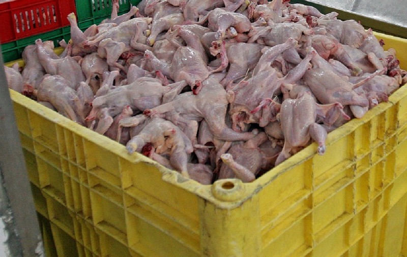 21 de tone de carne de pasăre din Polonia, contaminată cu Salmonella, reținută de inspectorii veterinari
