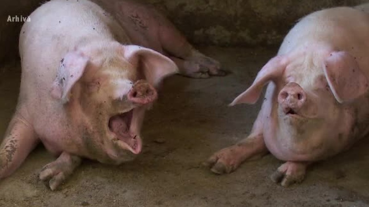 O femeie a fost mâncată de vie de porci. I s-a făcut rău când s-a dus să-i hrănească, iar aceștia i-au grăbit groaznicul sfârșit
