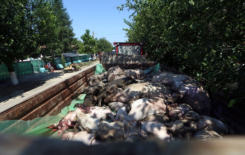 Pesta porcină în Constanța s-a răspândit în 53 de focare. Câți porci au fost sacrificați