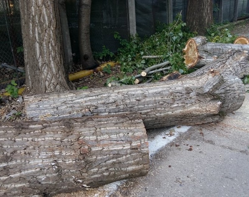 Spitalul din Alba Iulia a rămas fără gaz. Un copac bătrân a căzut și a făcut praf o conductă