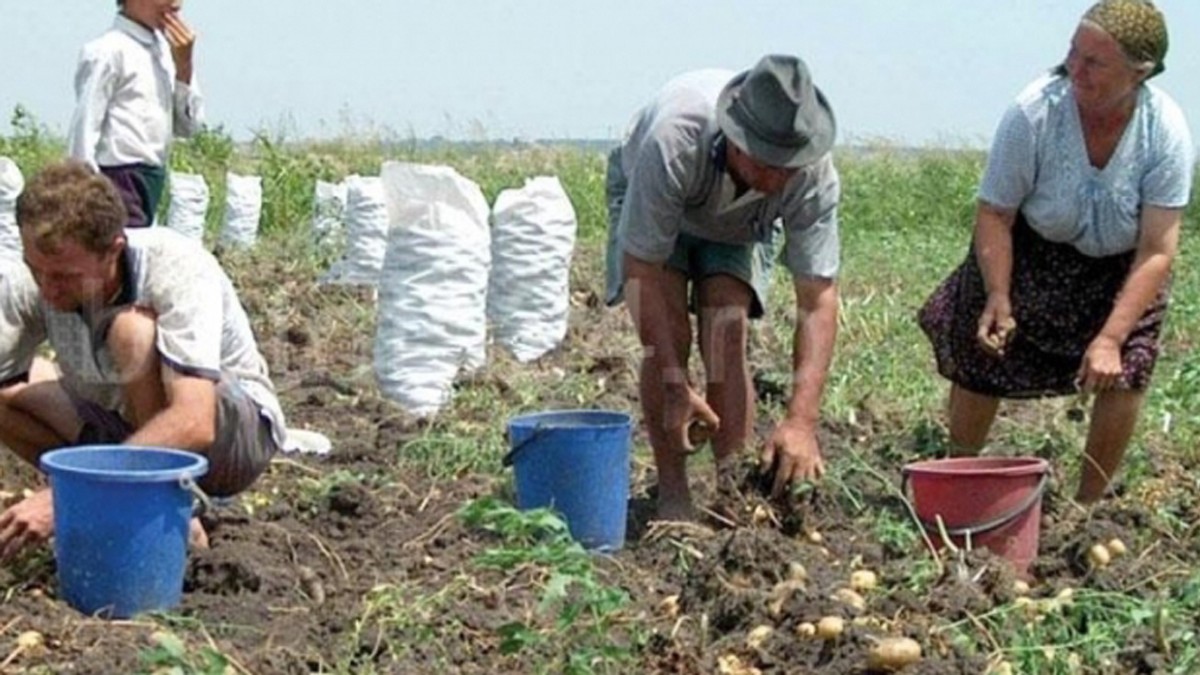 Fermierii, obligați să accepte munca la negru pentru că zilierii nu vor să își piardă ajutoarele sociale. Tărani lucrând la câmp