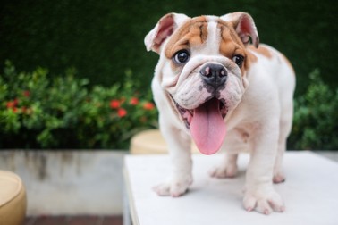 Bulldog
