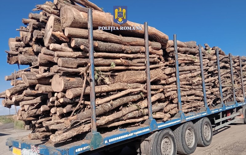 Transport de lemne fără acte descoperit în timpul unui control al Poliției