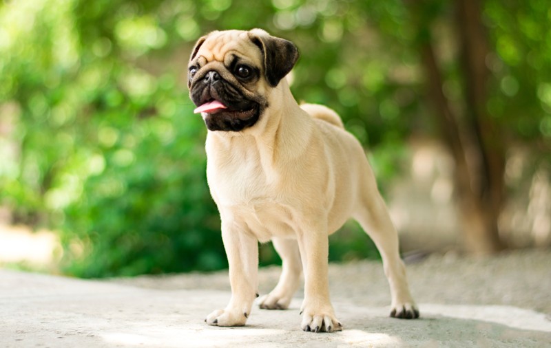 Rasa Pug - caracteristici și temperament. Cum se dresează câinele Mops