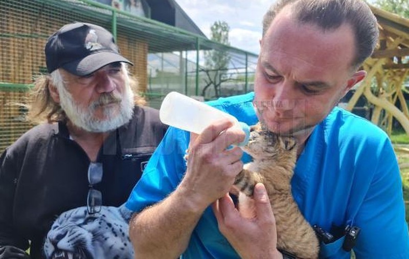 Un pui de ligru, animal extrem de rar, s-a născut la Suceava: „Mă gândesc să-i spunem Goliath. Poate ajunge la peste 400 kg”