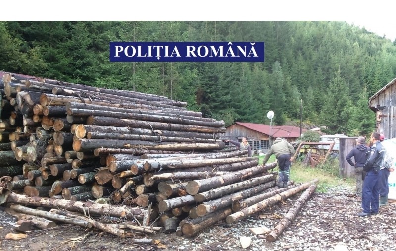 Percheziții în Maramureș, la hoții de lemne. Mai multe persoane sunt bănuite de tăieri ilegale și furt de arbori