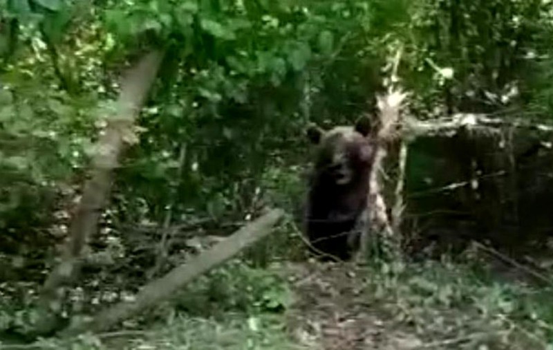 Ursul blocat în gard, în Neamț, eliberat cu clești de sârmă. „Dacă mai rămânea câteva minute, murea”