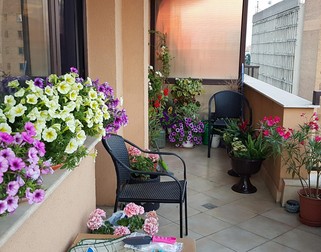Florile din balconul medicului Elena Copaciu