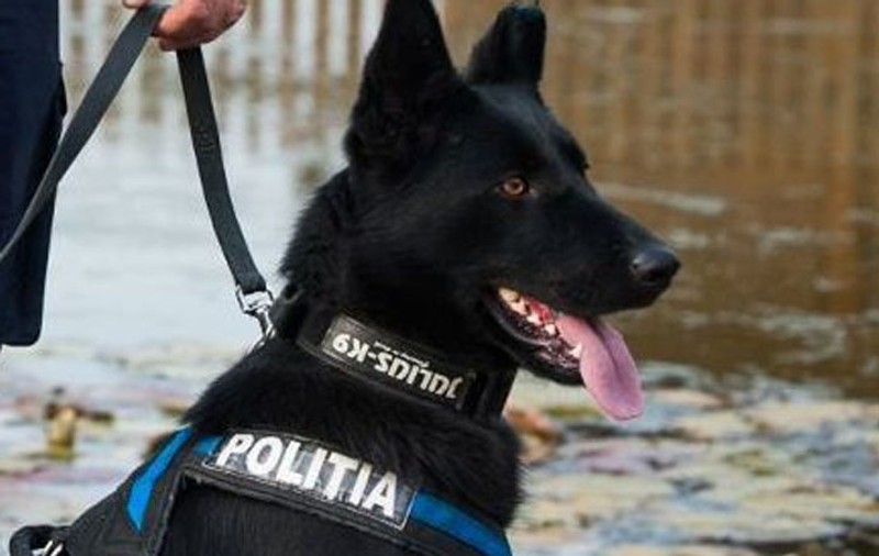 Un câine polițist a reușit să ia urma hoțului, în Maramureș. Cum s-au recuperat banii