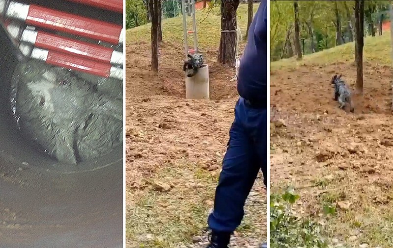 Un pui de urs căzut într-o fântână din Șotrile, salvat de pompierii prahoveni. VIDEO