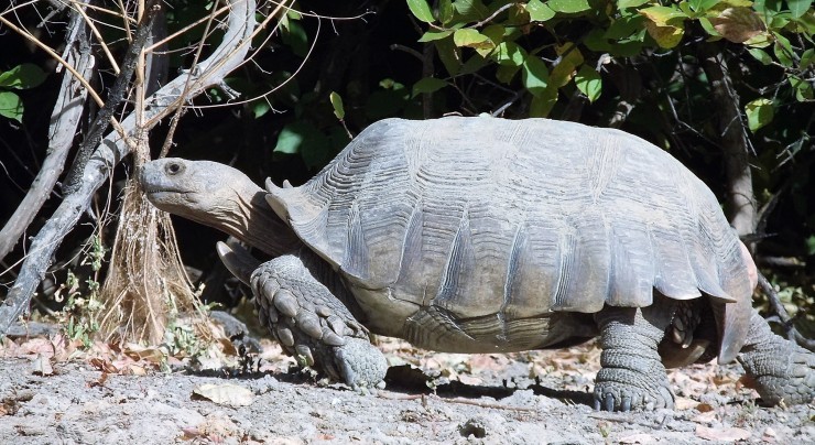 Mascul adult de Centrochelys sulcata din Katane, Senegal. Fotografie realizată de Tomas Diagne. Foto: Studiu CONSERVATION BIOLOGY OF FRESHWATER TURTLES AND TORTOISE