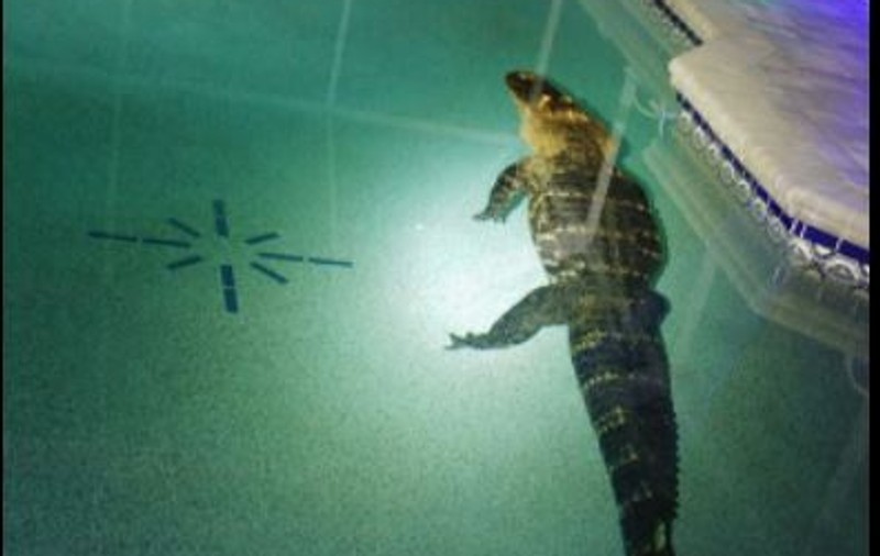 Un aligator de peste 3 metri, găsit de o familie în piscina casei, în Florida: ”Era uriaș, un monstru”