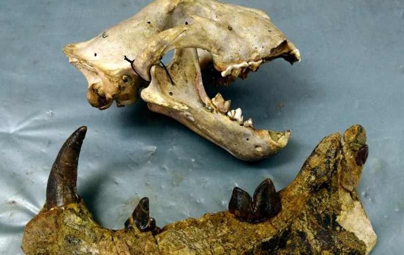 A fost identificată o nouă specie de leu gigantic preistoric. Fosilele acestuia au stat ani de zile uitate în sertarul unui muzeu din Kenya