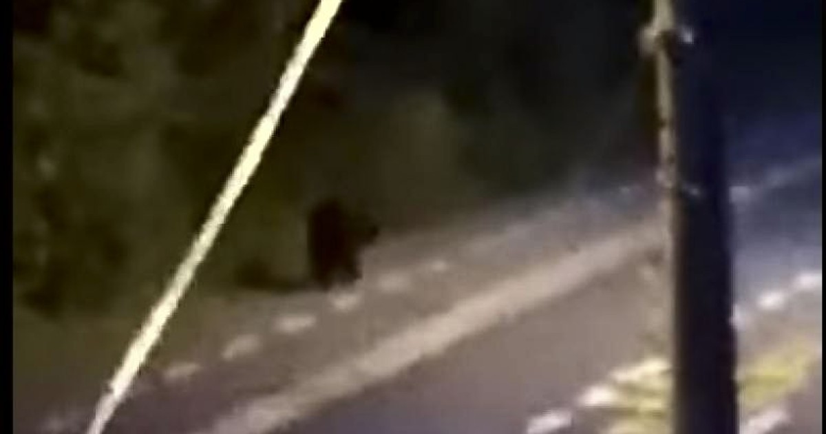 Urs filmat în centrul Sibiului. Merge agale pe pista de biciclete