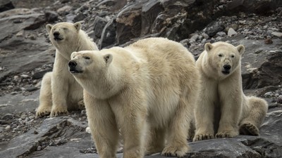 Climate change threatens the habitat of Arctic creatures