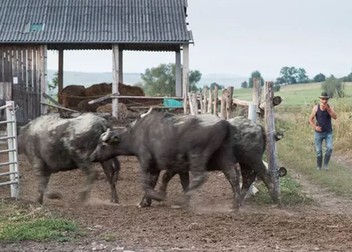 Arhiva foto