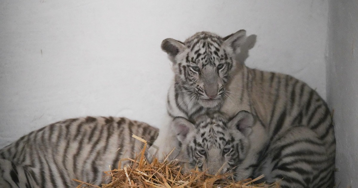 cei doi tigri de la Grădina Zoologică din Craiova