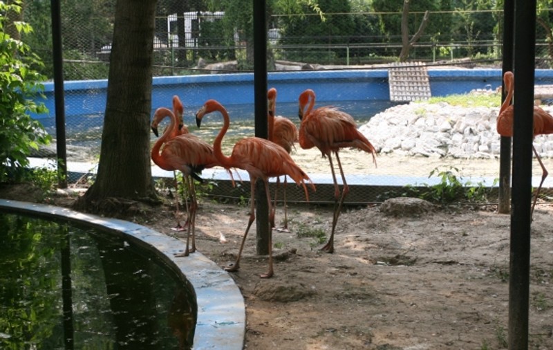 Investiţie de 83 de milioane de lei în Grădina Zoologică