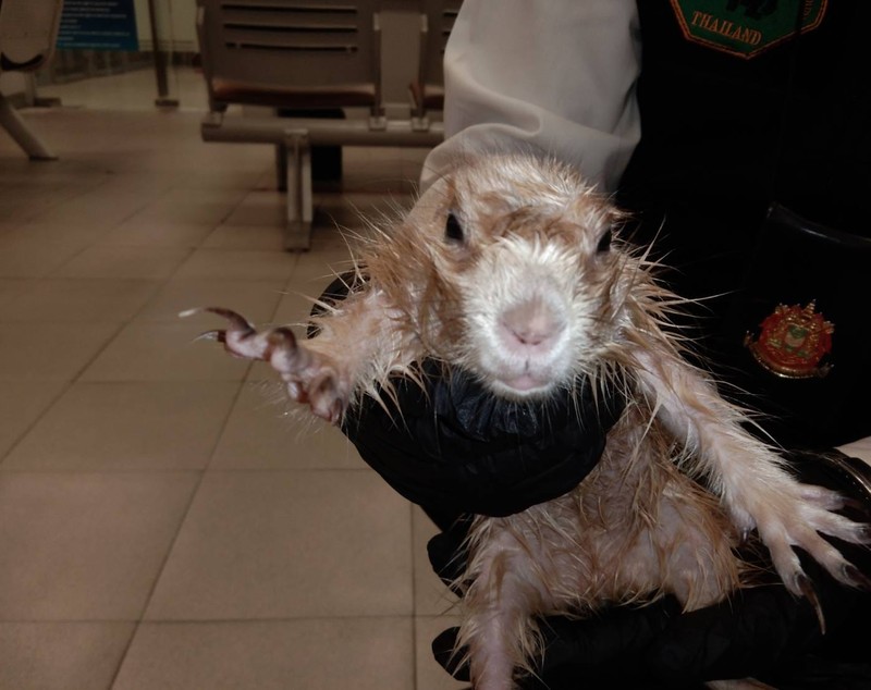 Un bărbat a încercat să iasă din Thailanda cu două vidre și un câine de prerie, dar a fost prins pe aeroport. Unde ascunsese animalele