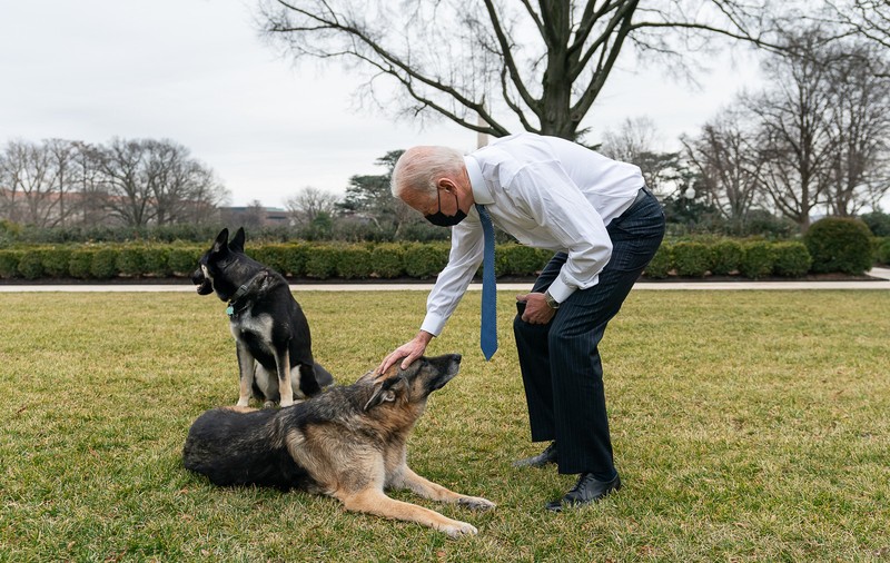 Champ, ciobănescul german al președintelui american Joe Biden, a murit. „Era adorat de întreaga familie”
