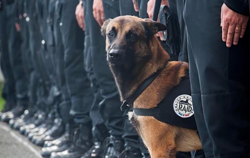 Atentate Paris. Cățelul polițist devenit EROU la Saint - Denis. A murit salvându-și stăpânul | FOTO