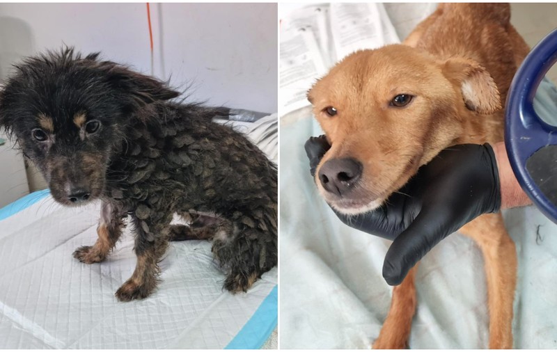 Zeci de animale bolnave și înfometate, descoperite într-un imobil din București