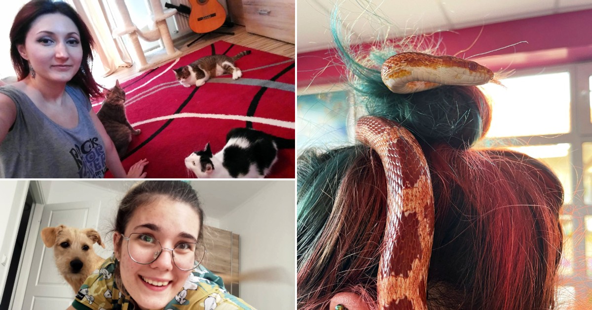 Colaj petsitter