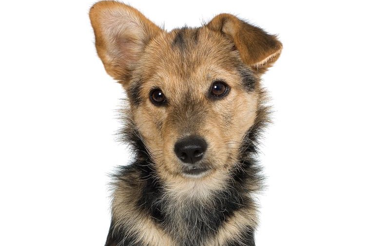 Clujenii pot primi amenzi de 2.500 de lei dacă ţin 3 animale în casă