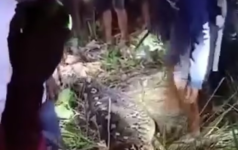Bărbați din Indonezia se luptă cu un piton uriaș după ce a înghițit o femeie