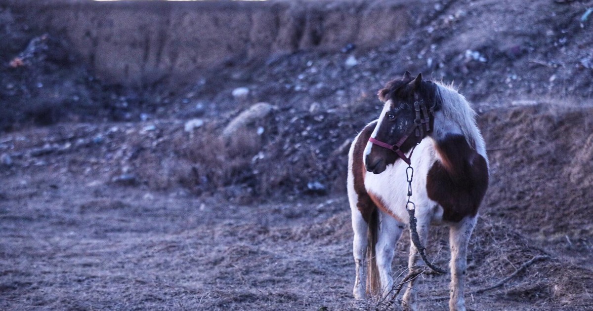 Arhiva foto