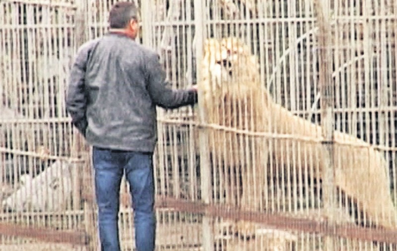 Întâmplare misterioasă în jungla rurală | Sfâșiată de leu în curtea casei? Ciudatul caz este anchetat de poliţiştii dâmboviţeni